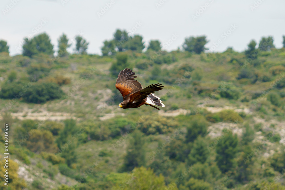 Fototapeta premium Buse mâle en vol