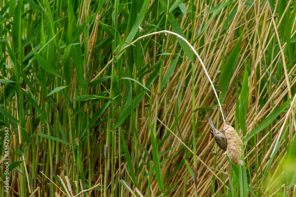 Fototapeta premium Sparrow trying to enjoy the cane seeds funned upside down.