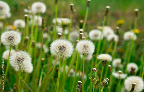 dandelion field on a sunny summer day