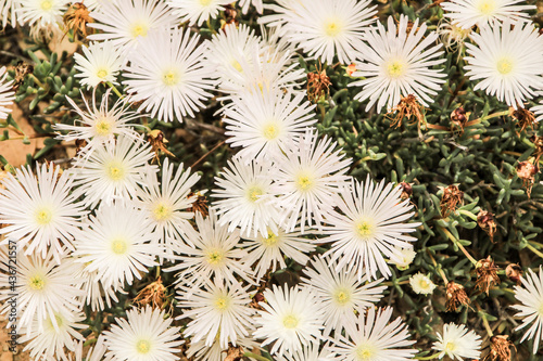 Mesembryanthemum Crystallinum white flowers under the sun
