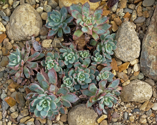 Photography Echevveria succulent plants in between stones and rocks, overhead view