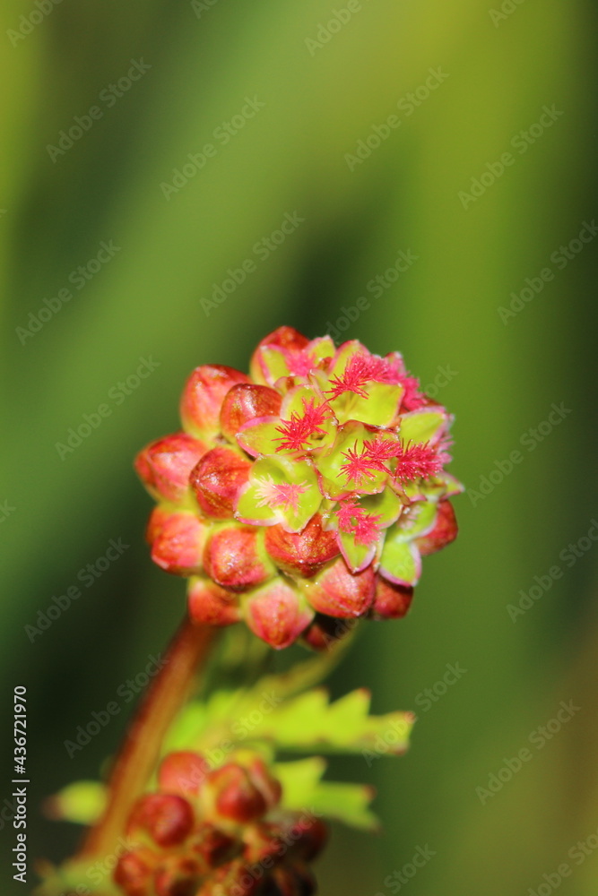 close up of small burnet