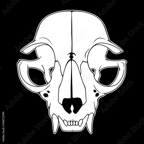 Anatomical drawing of an animal skull