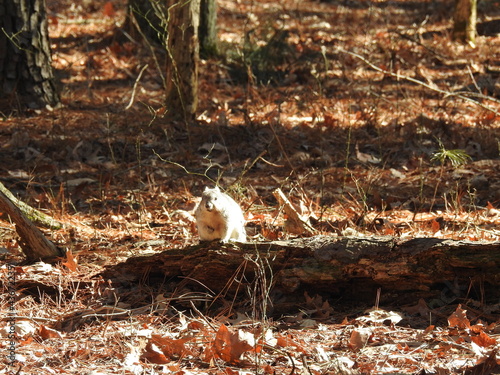 A Delmarva Fox Squirrel roaming the woodland forest of the Blackwater National Wildlife Refuge, in Dorchester County, Maryland. photo