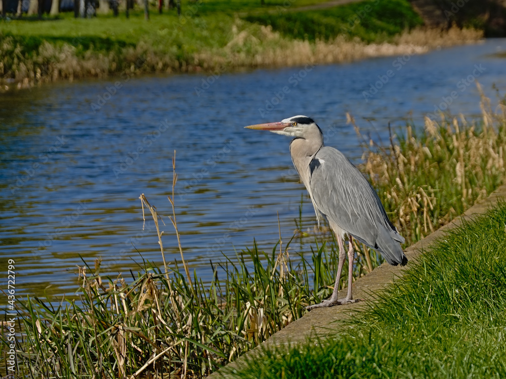Grey heron standing on the green borders of a canal in Dublin, side view, selective focus Grey heron standing on the green borders of a canal in Dublin, side view, selective focus