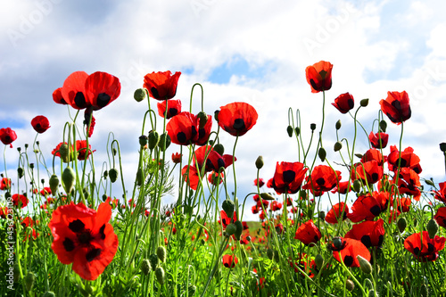 Poppy field. Poppy flowers on a sunny day. Background.   
