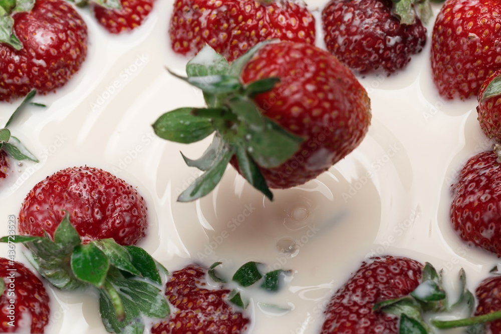 Ripe strawberries fall into the cream. Splashes of milk. Ripe strawberries fall into the cream. Splashes of milk.