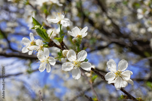 image of flowering trees in the spring city garden close-up
