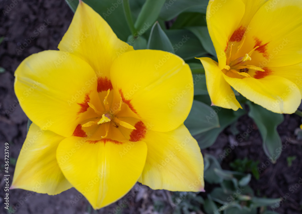 image of many beautiful tulip flowers in a spring garden image of many beautiful tulip flowers in a spring garden