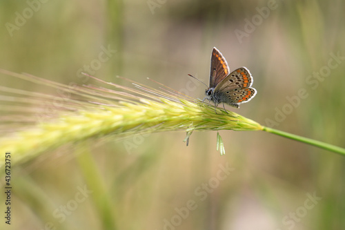 Many-eyed Brown Butterfly - Polyommatus agestis photo