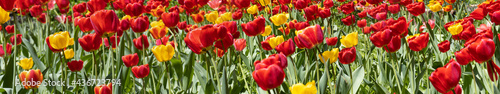 image of many beautiful tulip flowers in a spring garden