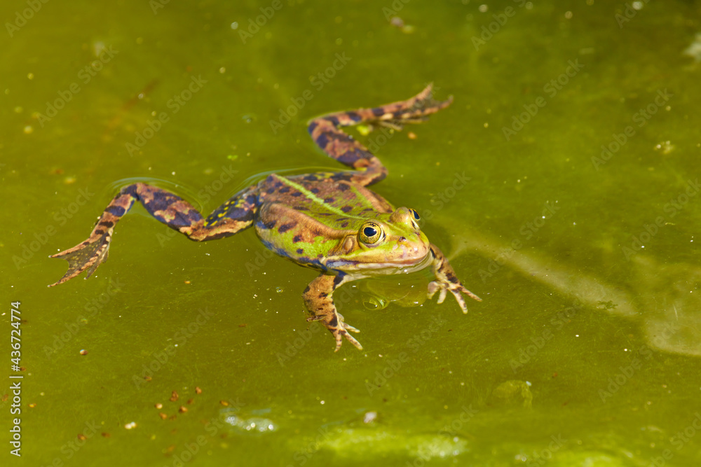 Ein Frosch schwimmt in einem grünen Tümpel.