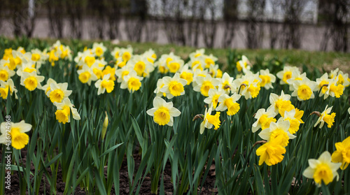 yellow daffodils outdoor .spring background