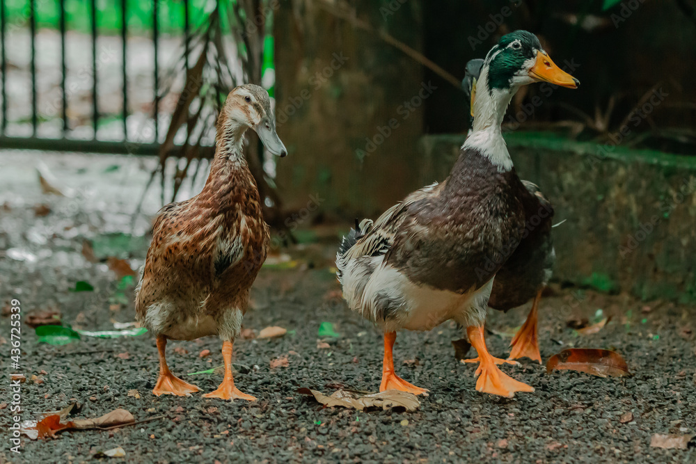 two ducks on a farm