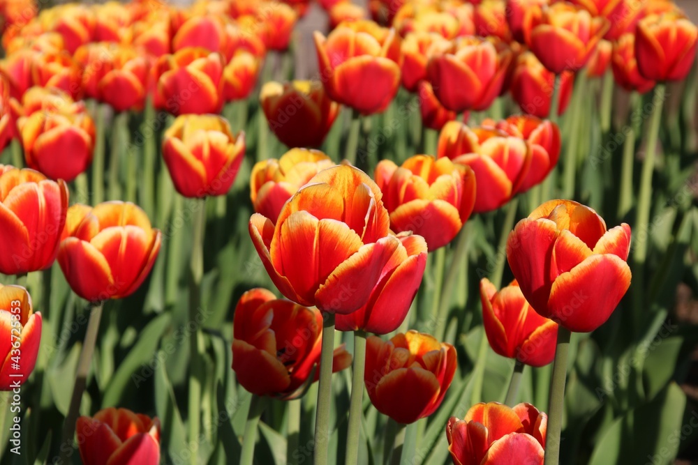 Fototapeta premium Czerwone wiosenne tulipany