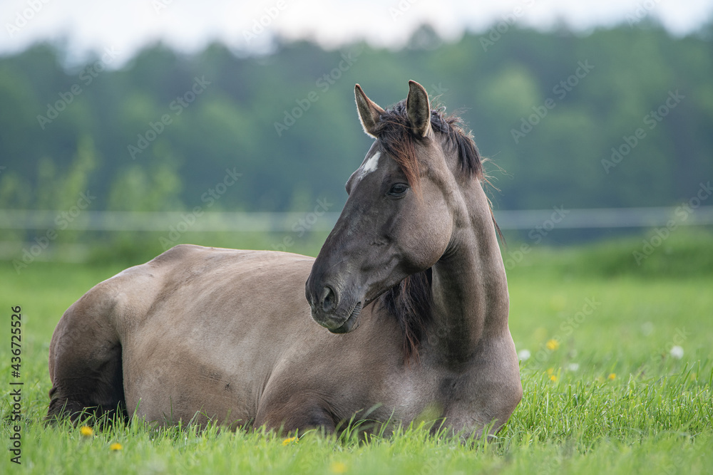 Portrait of a beautiful purebred horse lying in the grass in the meadow. Portrait of a beautiful purebred horse lying in the grass in the meadow.