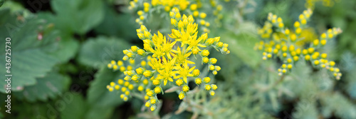 yellow sedum reflexum or sedum rupestre flower in full bloom on a background of green leaves and grass in the floral garden on a summer day. banner