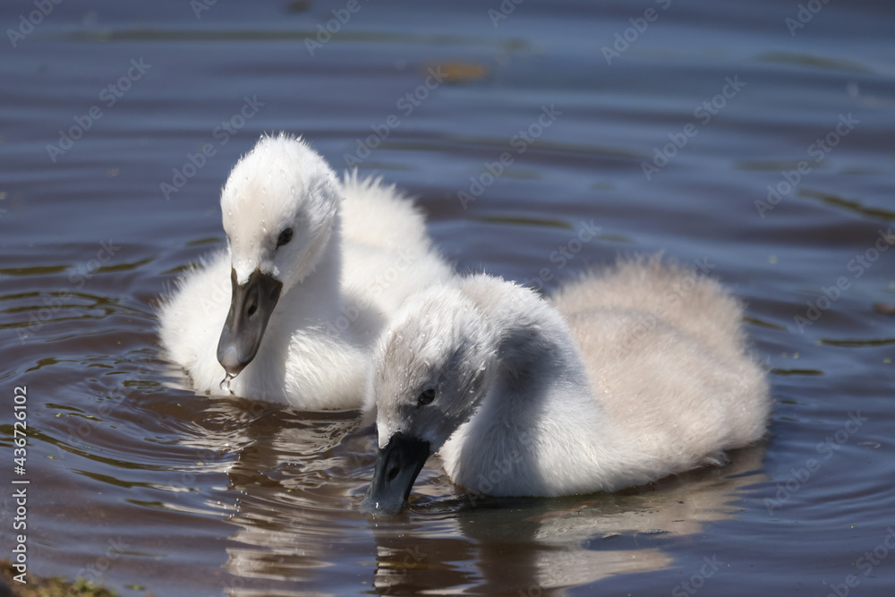 Small white fuzzy Mute Swan cygnets swimming in marsh and eating underwater plants Small white fuzzy Mute Swan cygnets swimming in marsh and eating underwater plants