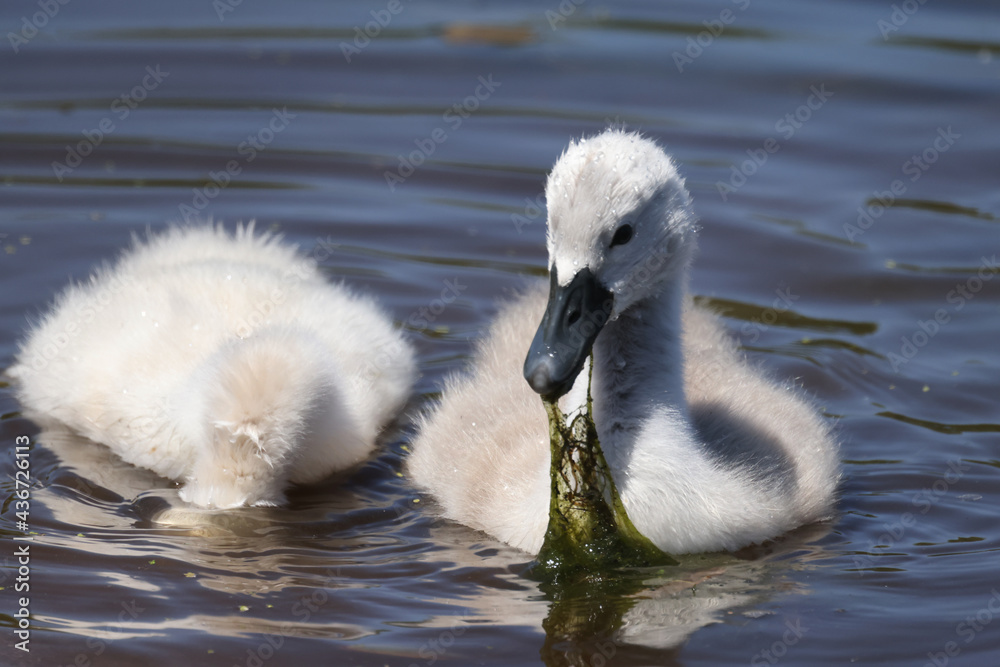 Small white fuzzy Mute Swan cygnets swimming in marsh and eating underwater plants