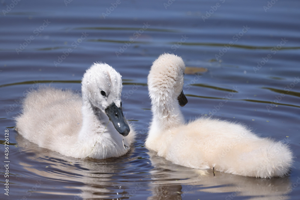 Small white fuzzy Mute Swan cygnets swimming in marsh and eating underwater plants Small white fuzzy Mute Swan cygnets swimming in marsh and eating underwater plants