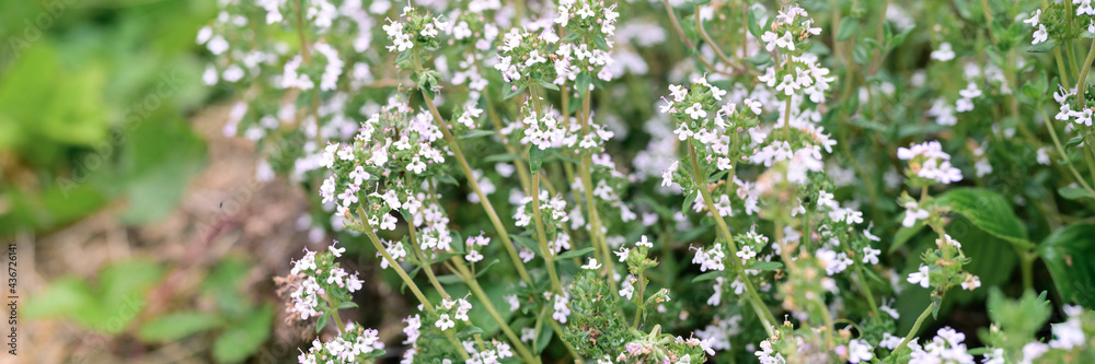 thyme or thymus vulgaris white flower bush in full bloom on a background of green leaves and grass in the floral garden on a summer day. banner thyme or thymus vulgaris white flower bush in full bloom on a background of green leaves and grass in the floral garden on a summer day. banner
