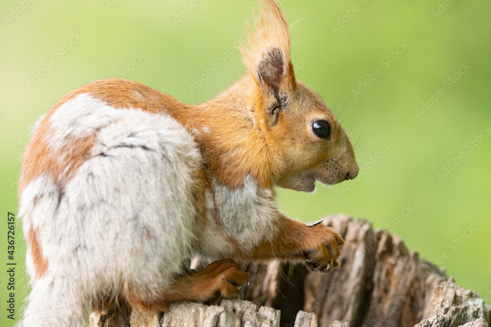 Red squirell close up. Sciurus vulgaris, in the wild Red squirell close up. Sciurus vulgaris, in the wild