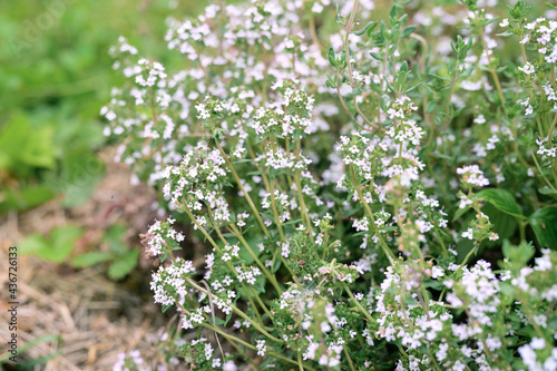 thyme or thymus vulgaris white flower bush in full bloom on a background of green leaves and grass in the floral garden on a summer day