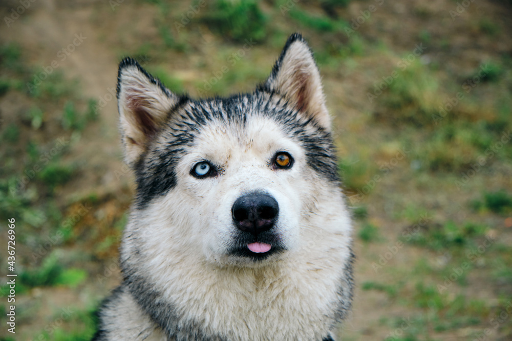 Muzzle of a Husky Dog Protruding Tongue Different Eye Colors Blue and ...