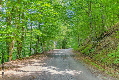 Mountain road and green woods scene during summer