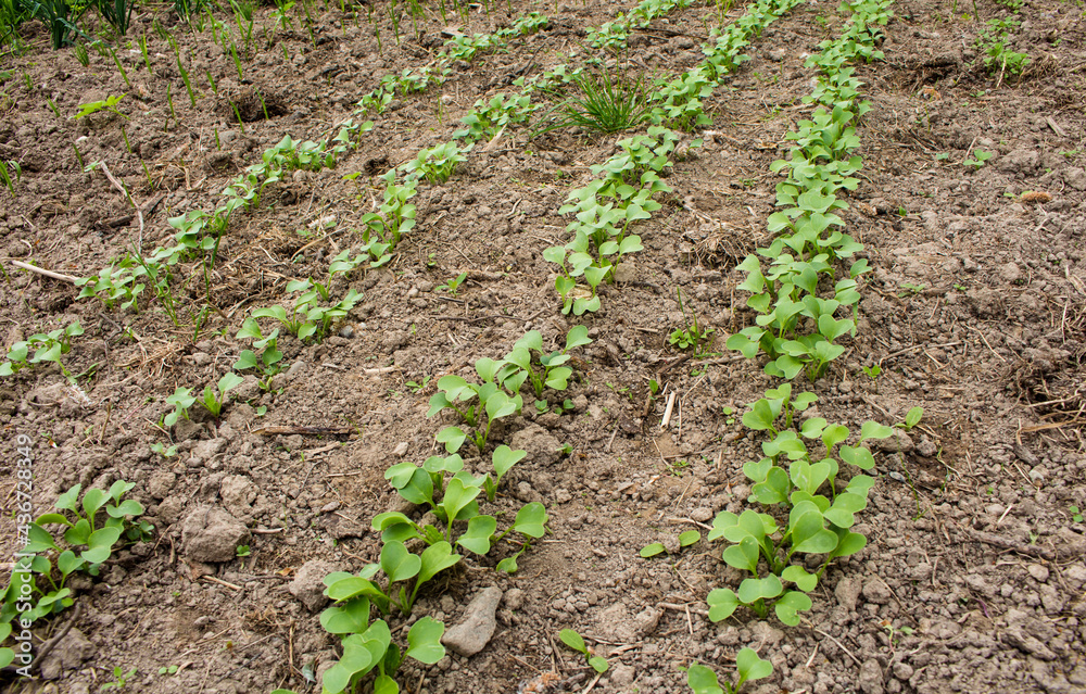 garden radish garden radish