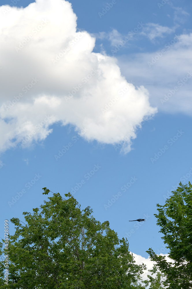Clouds in a blue sky with the leaves of trees in the foreground and a magpie flying Clouds in a blue sky with the leaves of trees in the foreground and a magpie flying