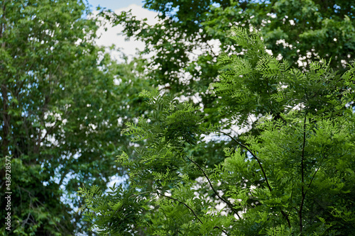 Detail of the beautiful and green leaves of a tree  with a cloudy sky behind