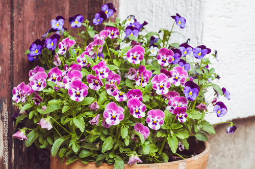 Fototapeta Naklejka Na Ścianę i Meble -  Small  Purple and Blue Viola Flowers in a Pot
