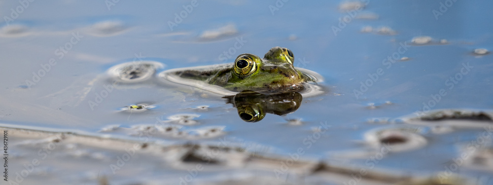 Frosch im Teich Frosch im Teich