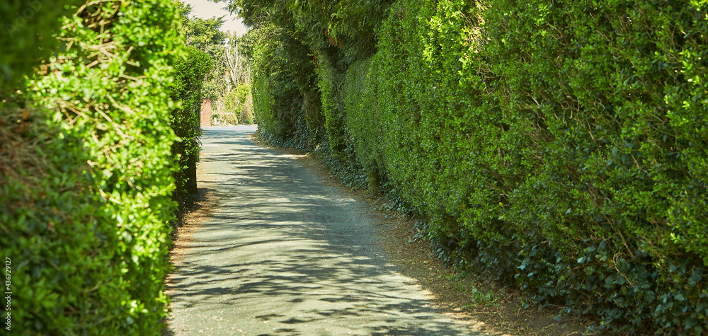 Naklejka premium Paved pathway with walls of the woodbine bushes around.