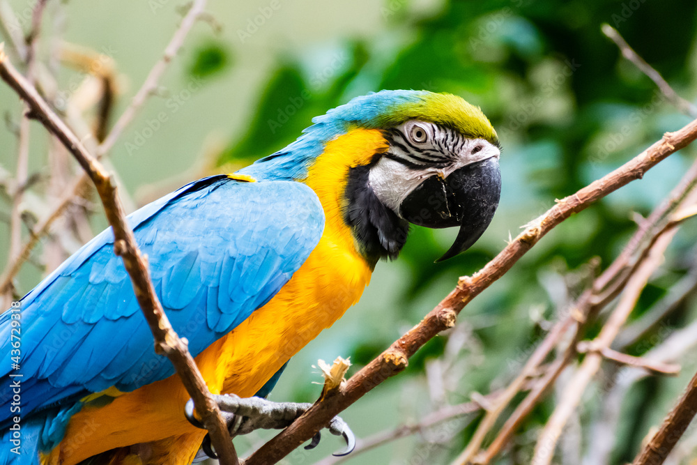 Beautiful view of a blue-and-yellow macaw (Ara ararauna), also known as the blue-and-gold macaw