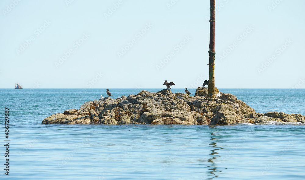 Cormorant dries its wings. The birds dries its plumage in the sun. The coast of the sea. A flock of sea birds on the rocky coastline of Dublin, Ireland.