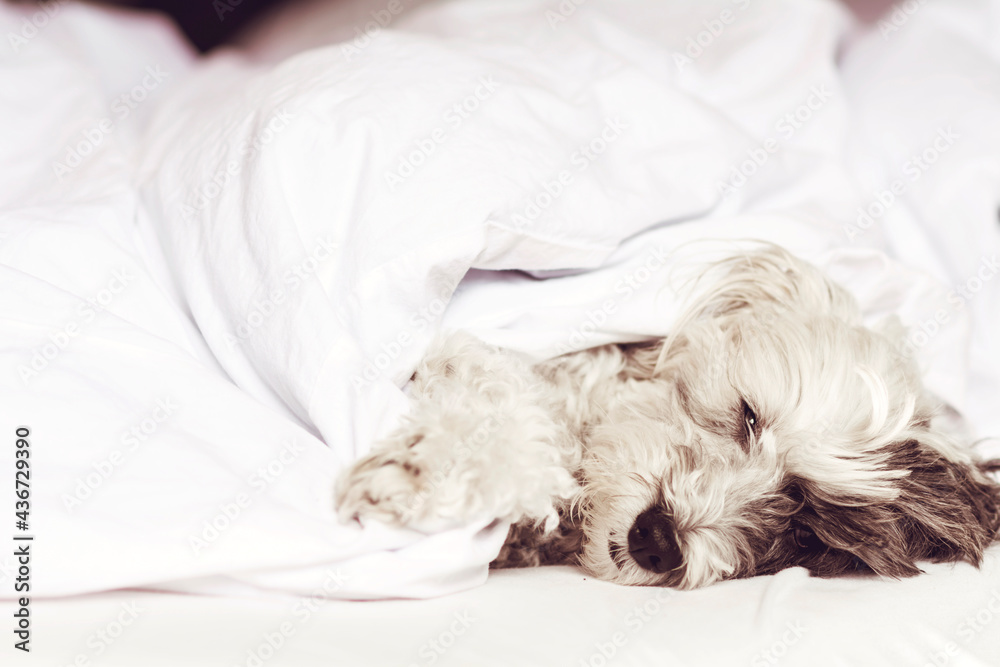 White Havanese Dog Sleeping in a Human Bed White Havanese Dog Sleeping in a Human Bed