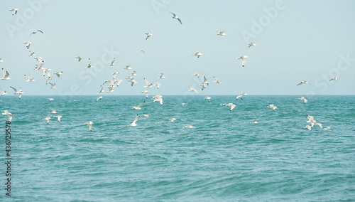 Flock of seagulls flying over water of the irish sea.