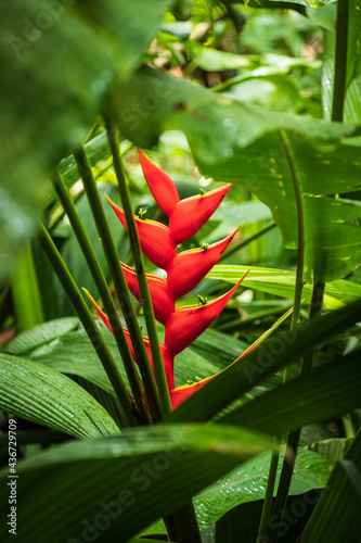 Beautiful Heliconia flower (parrot flower) in Costa Rica for background