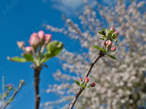 Knospen vor Blühendem Baum