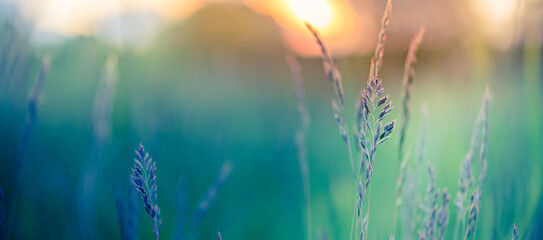 Abstract sunset banner field landscape of grass meadow on warm golden hour sunset or sunrise time. Tranquil spring summer nature closeup and blurred forest background. Idyllic nature scenery