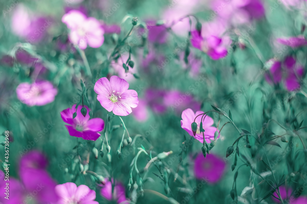 Purple flax flowers. Beautiful summer art image of nature. Selective soft focus. Purple flax flowers. Beautiful summer art image of nature. Selective soft focus.