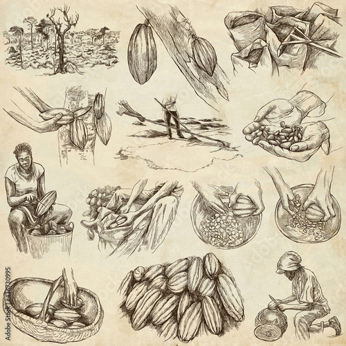 Cocoa harvesting and processing. Agriculture. An hand drawn illustrations on old paper.