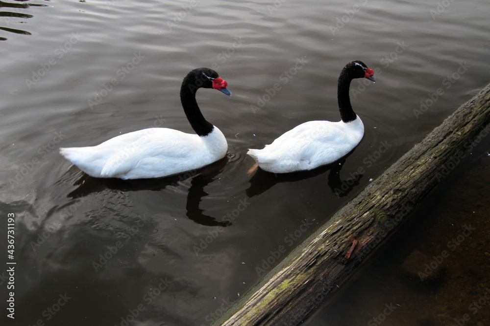 Fototapeta premium A pair of Black Necked Swans on the water