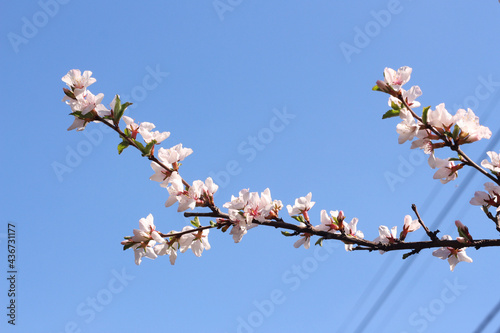 Blooming cherry branch against the blue sky