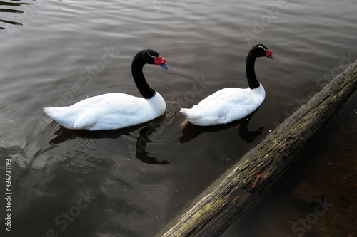 A pair of Black Necked Swans on the water