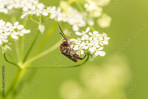 close up of a soldier beetle on a wildflower, cantharis