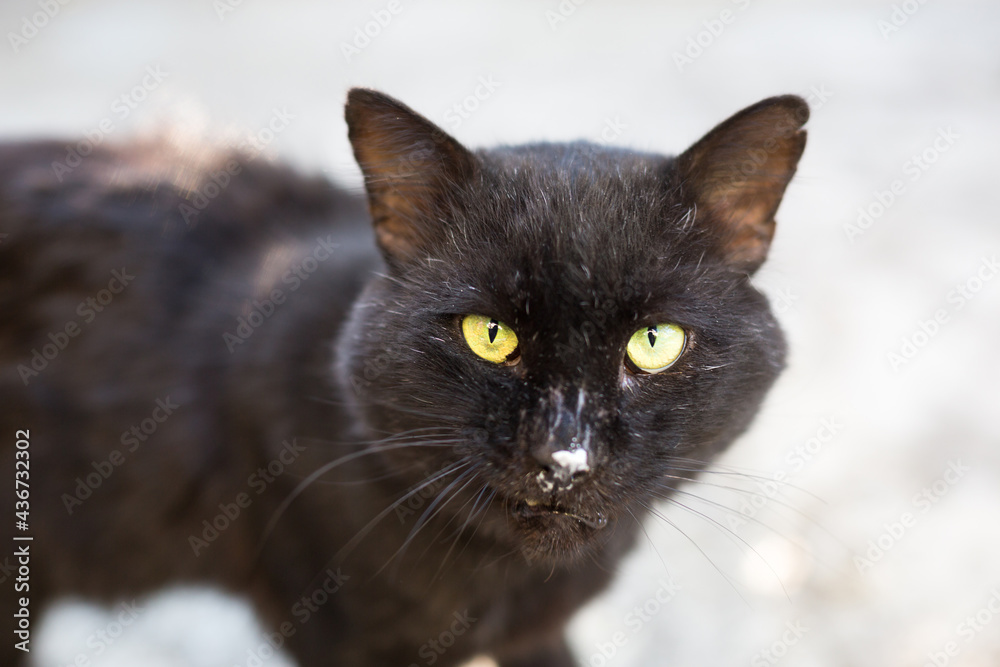 A stray black cat looks into the frame. Torn pet ear, hungry street cat, animal shelter, veterinary Medicine