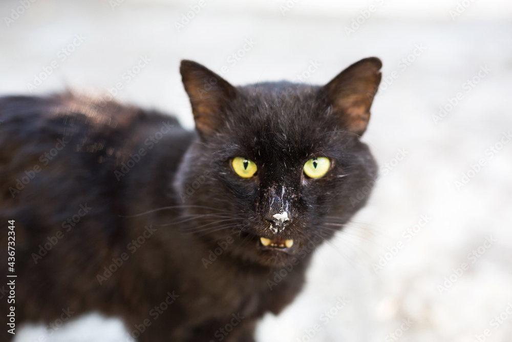 A stray black cat looks into the frame. Torn pet ear, hungry street cat, animal shelter, veterinary Medicine